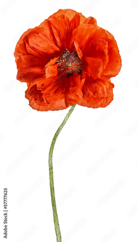 Obraz premium large red open poppy isolated on white