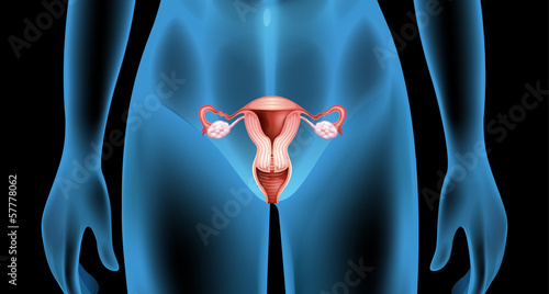 Reproductive organ of the female body