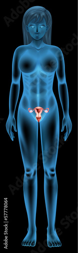 Reproductive organ of a woman