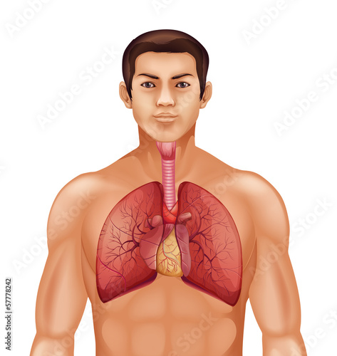 Human respiratory system