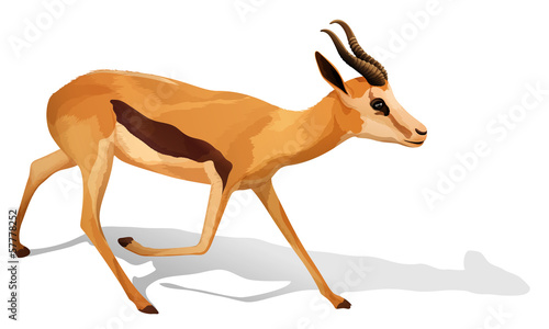 A deer