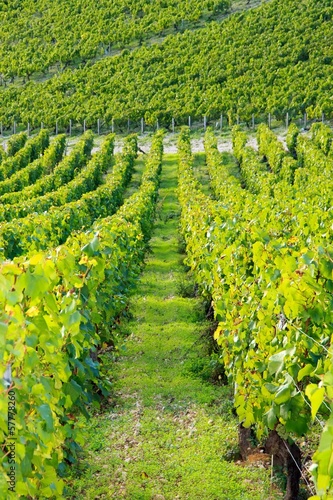 Принти на полотні Dans les vignes de l'Auxerrois (Bourgogne France)