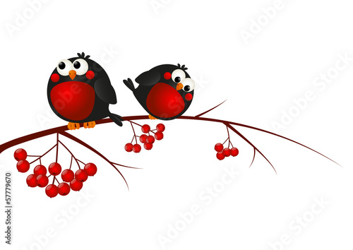 Cute bullfinches on a rowan branch