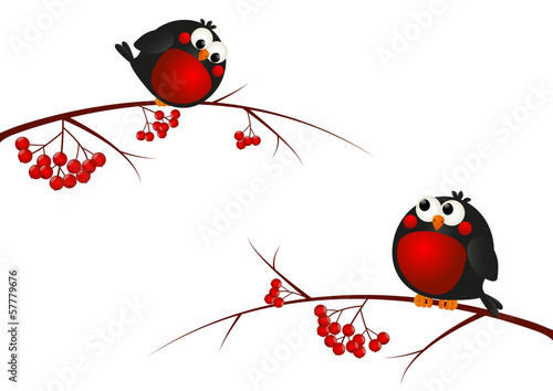 Cute bullfinches on a rowan branch