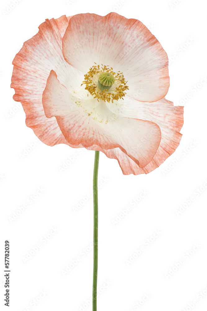 Fototapeta premium poppy