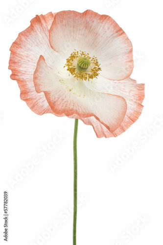 Fototapeta Naklejka Na Ścianę i Meble -  poppy