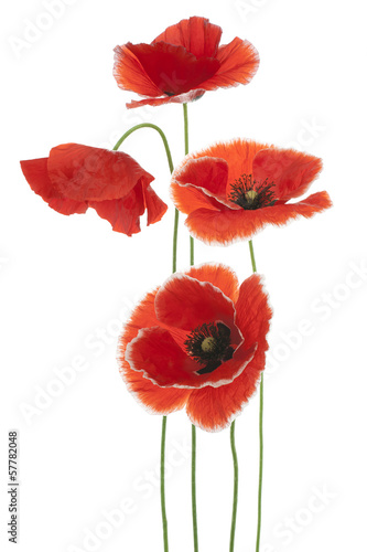 Fototapeta Naklejka Na Ścianę i Meble -  poppy