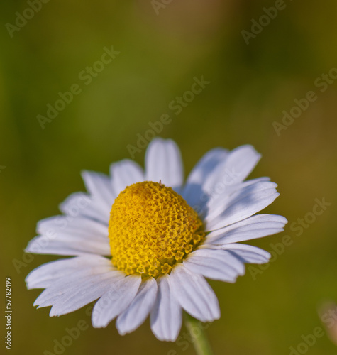 one daisy flower on blurred green background
