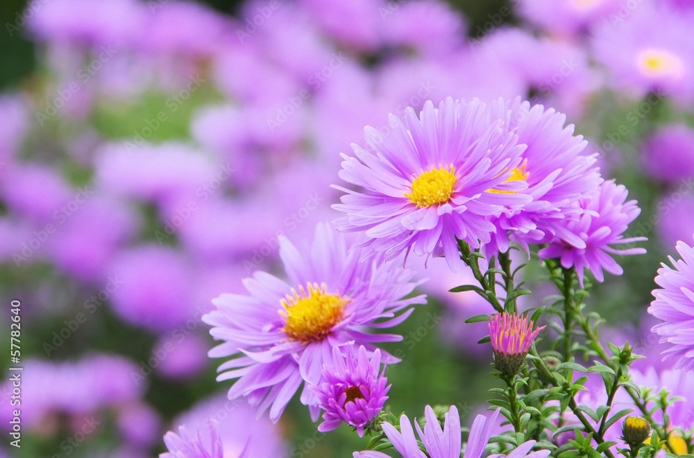 Aster Novi Belgii 07 Aster Novi Belgii 07