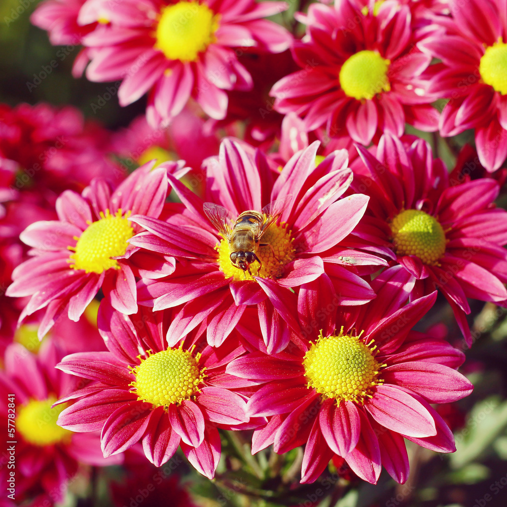 Obraz premium chrysanthemum