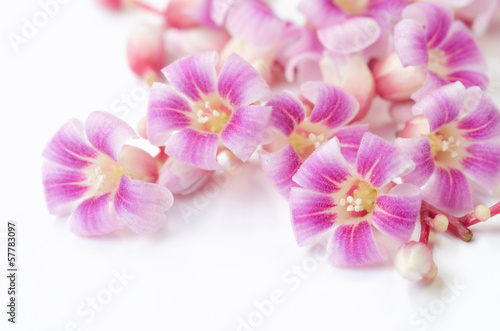 pink flower close up on white background