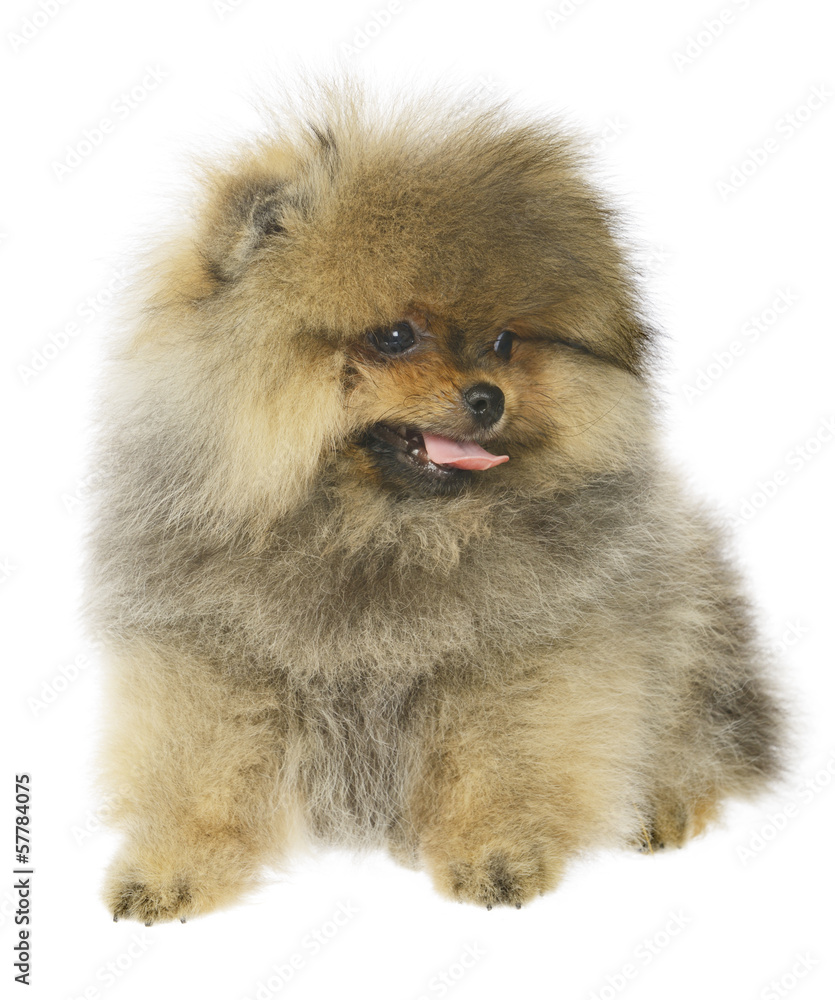 German Spitz puppy