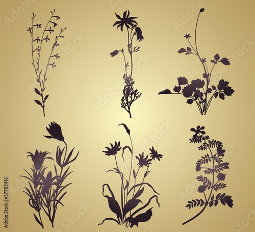 floral plant motifs, wedding card, royal India