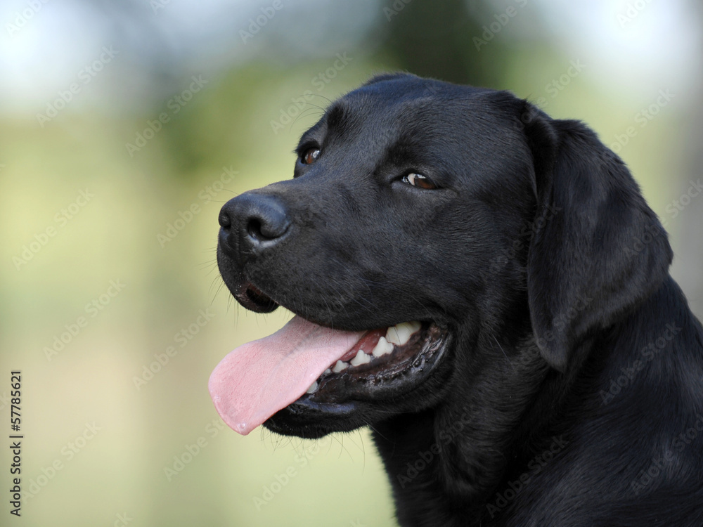 black dog head