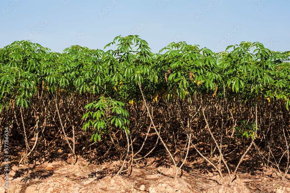 Cassava tree