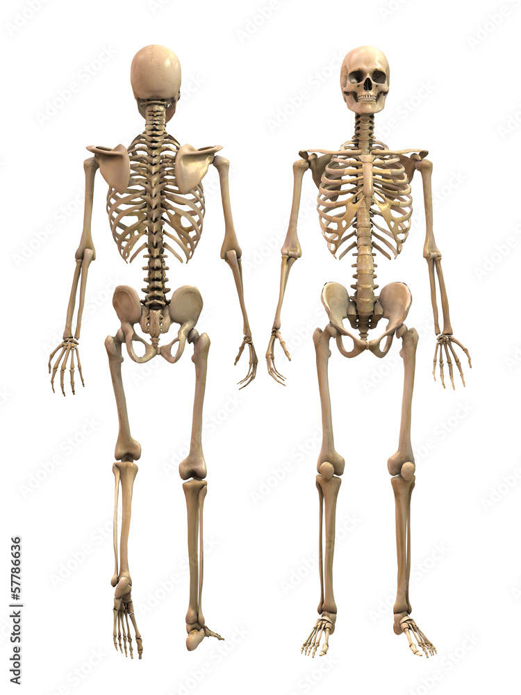 Mann Anatomy Skeleton Mann Anatomy Skeleton