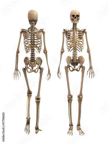 Anatomy Skeletonn woman