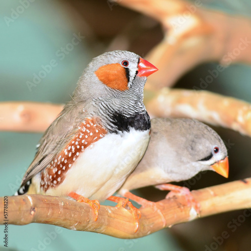 zebra finch photo