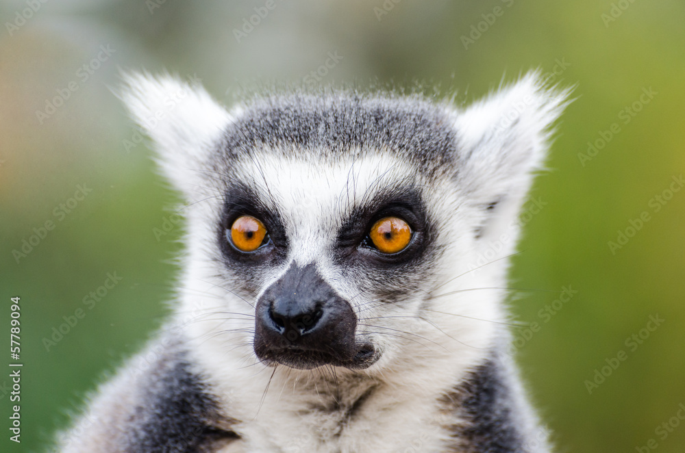 Fototapeta premium Lemur catta