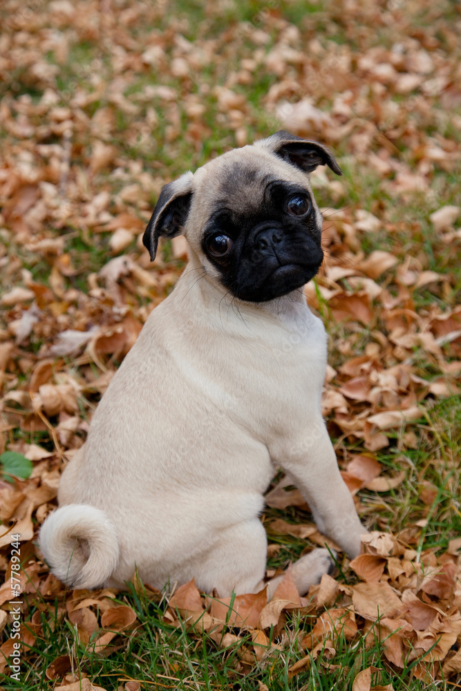 Cute pug puppy looks at camera while sitting amid autumn leaves