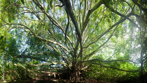 High resolution wide angle image of banyan tree
