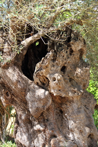 Olive tree trunk
