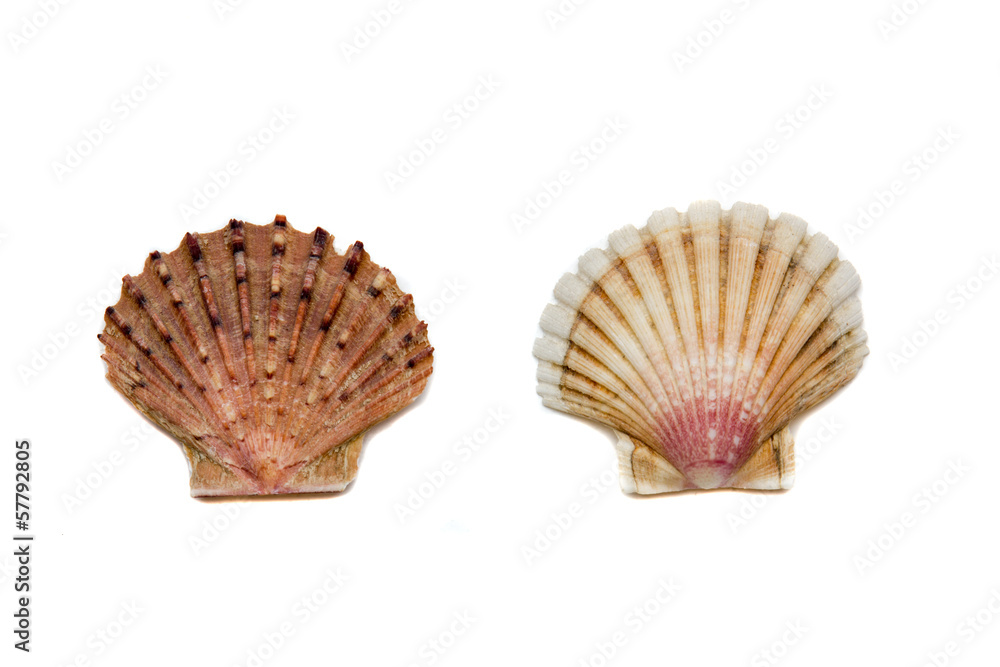 Obraz premium shells on a white background