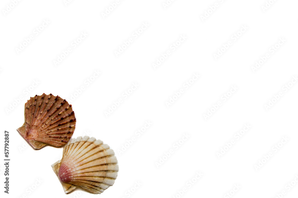 shells on a white background shells on a white background
