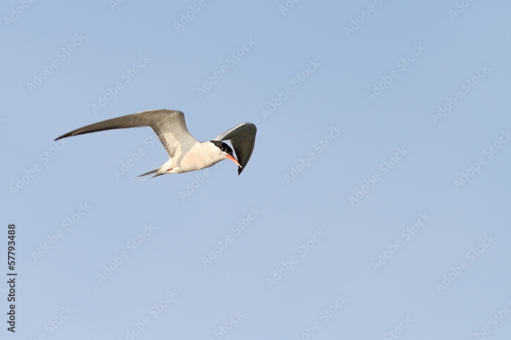 adult common tern in flight