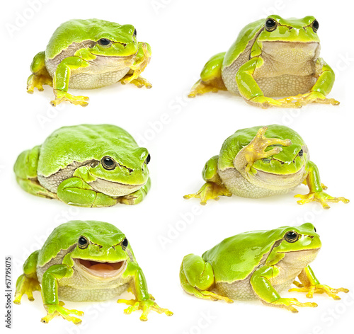 tree frog collection