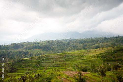 Rice Fields, Bali, Indonesia