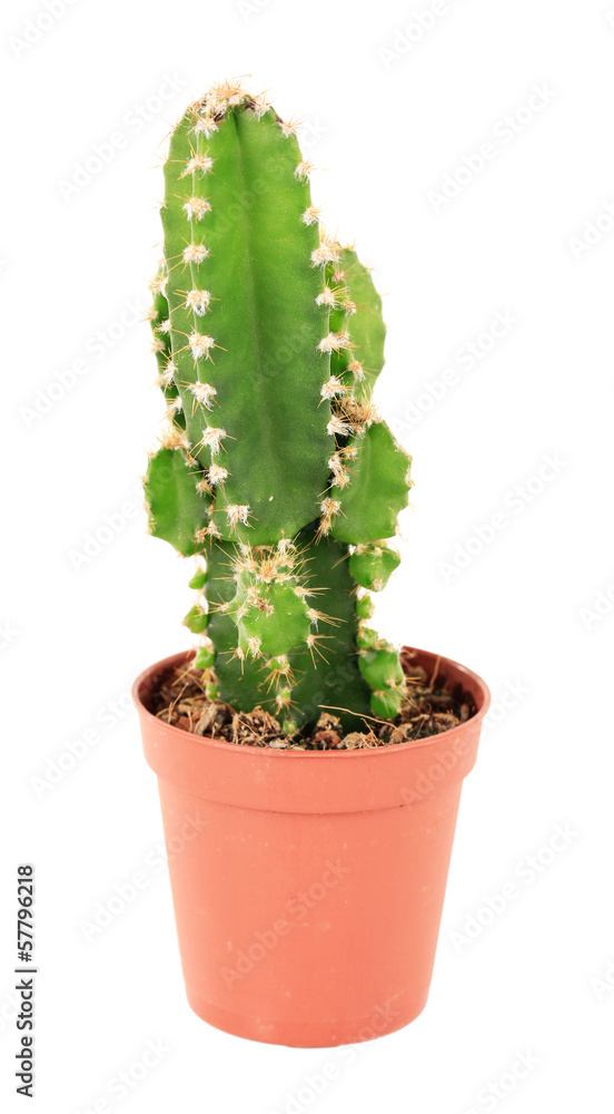 Cactus in flowerpot, isolated on white background Cactus in flowerpot, isolated on white background