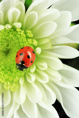 Fototapeta Naklejka Na Ścianę i Meble -  Beautiful ladybird on flower, close up