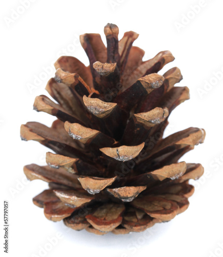 Beautiful pine cone isolated on white