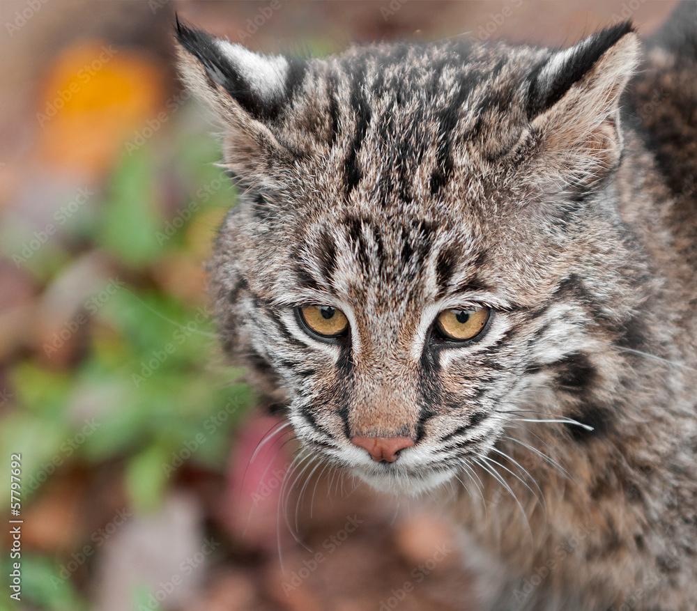 Bobcat (Lynx rufus) Head