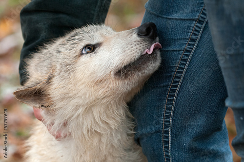 Blonde Wolf (Canis lupus) Snuggles with Handler