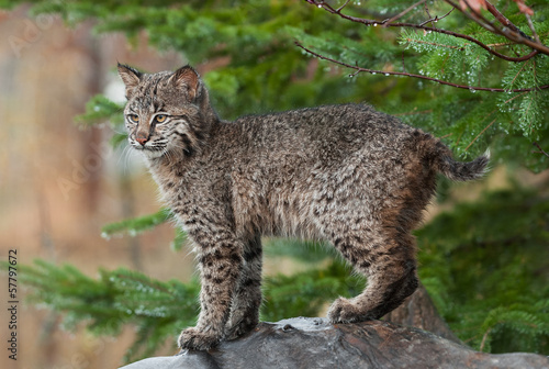 Young Bobcat ( (Lynx rufus) Stands Defiant