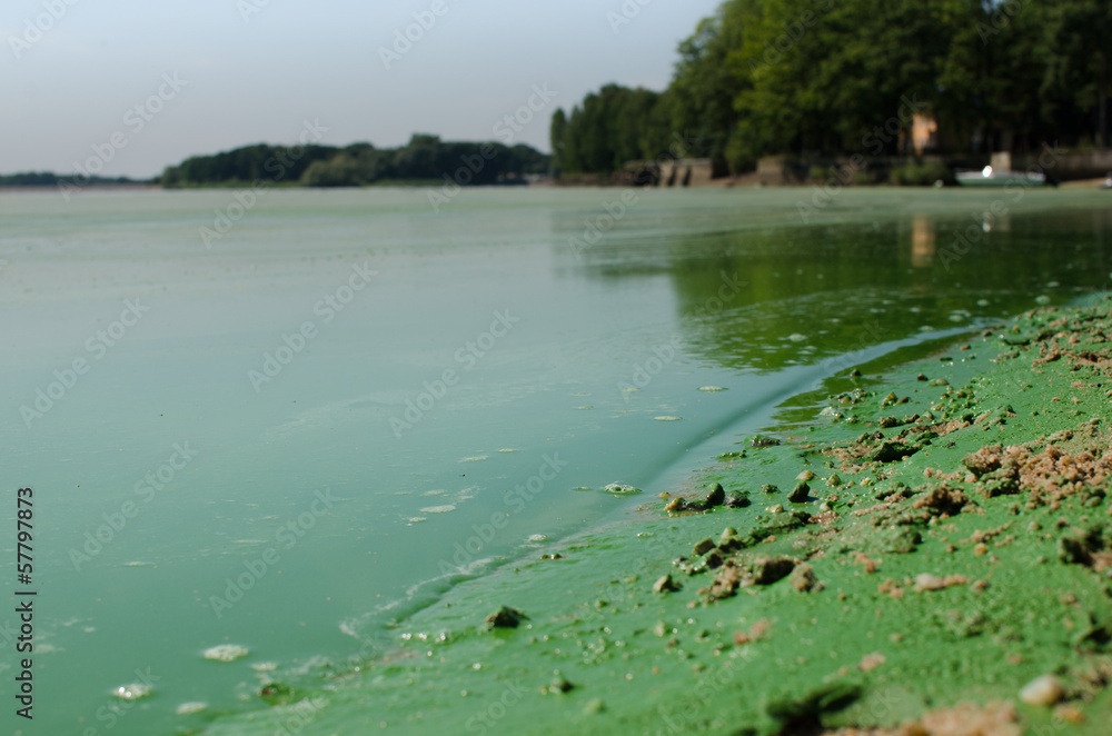 Fototapeta premium Dirty, polluted beach