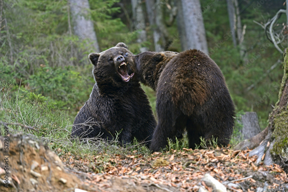 custom made wallpaper toronto digitalBrown bear