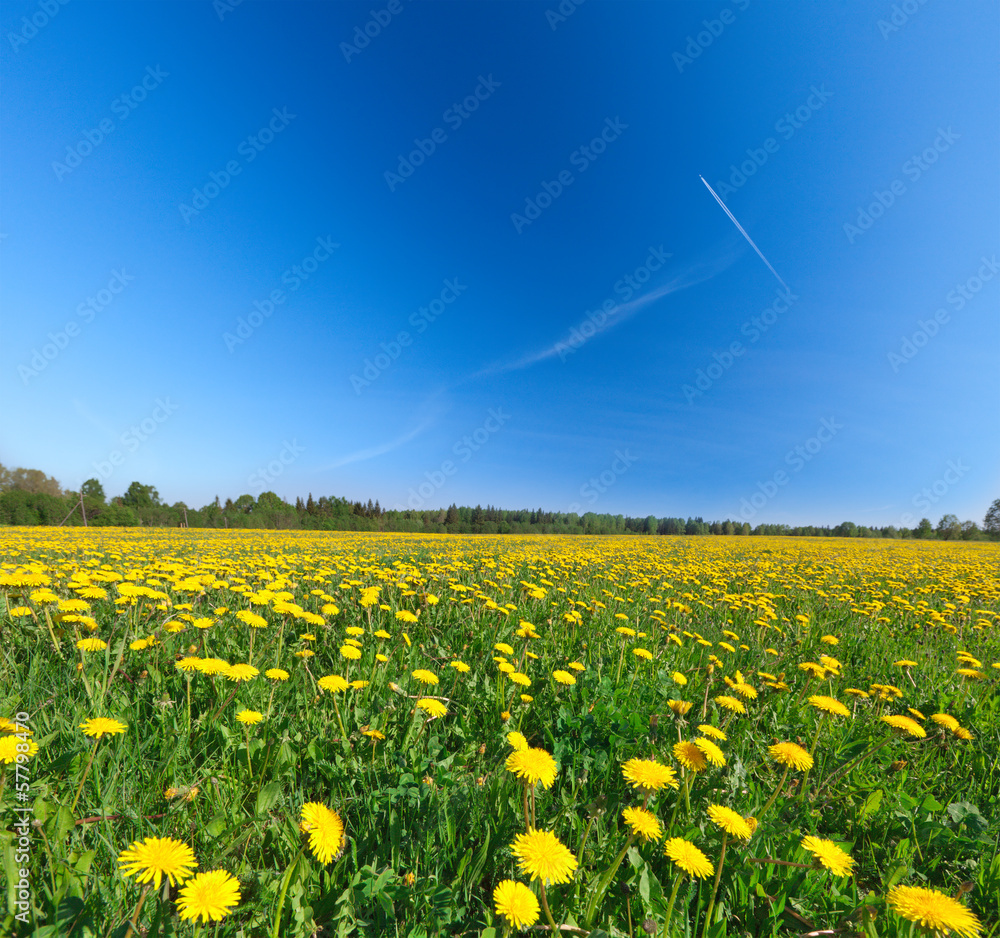 Obraz premium Yellow flowers field under blue cloudy sky