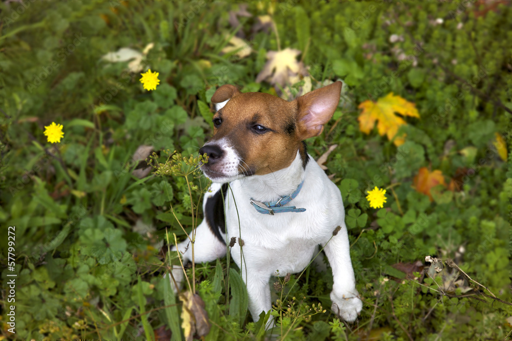 Puppy Jack Russel sniffs flower