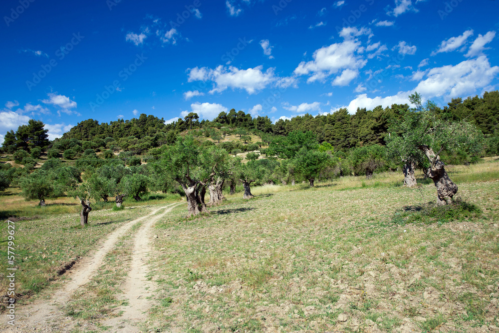 Olive trees