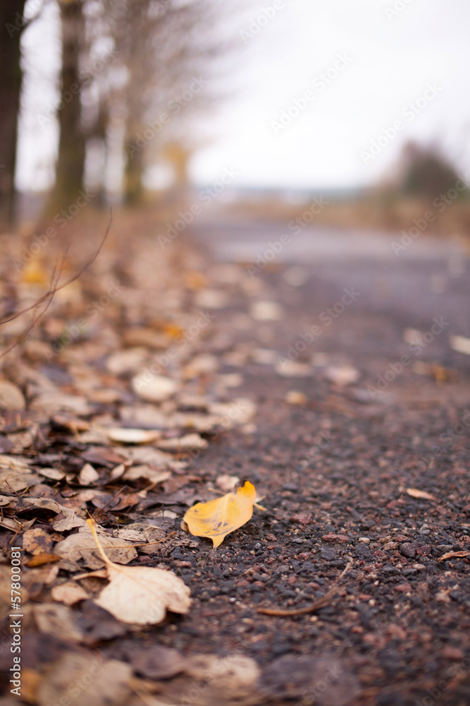 autumn autumn