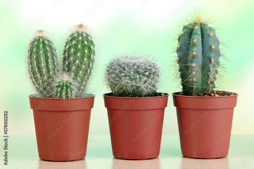 Beautiful cactuses on wooden table Beautiful cactuses on wooden table