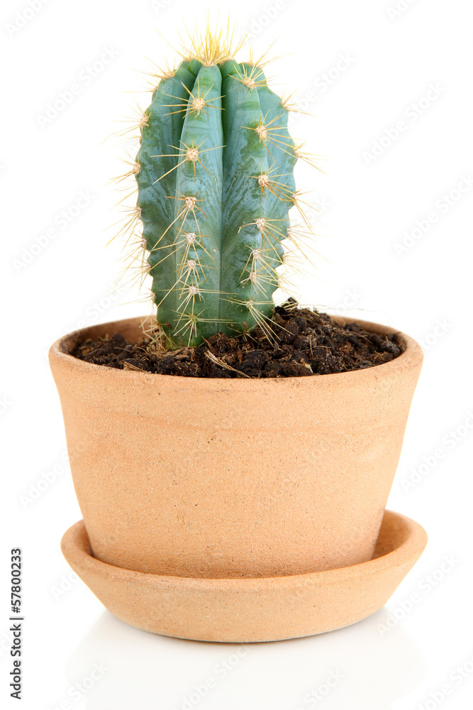 Beautiful cactus in flowerpot, isolated on white Beautiful cactus in flowerpot, isolated on white