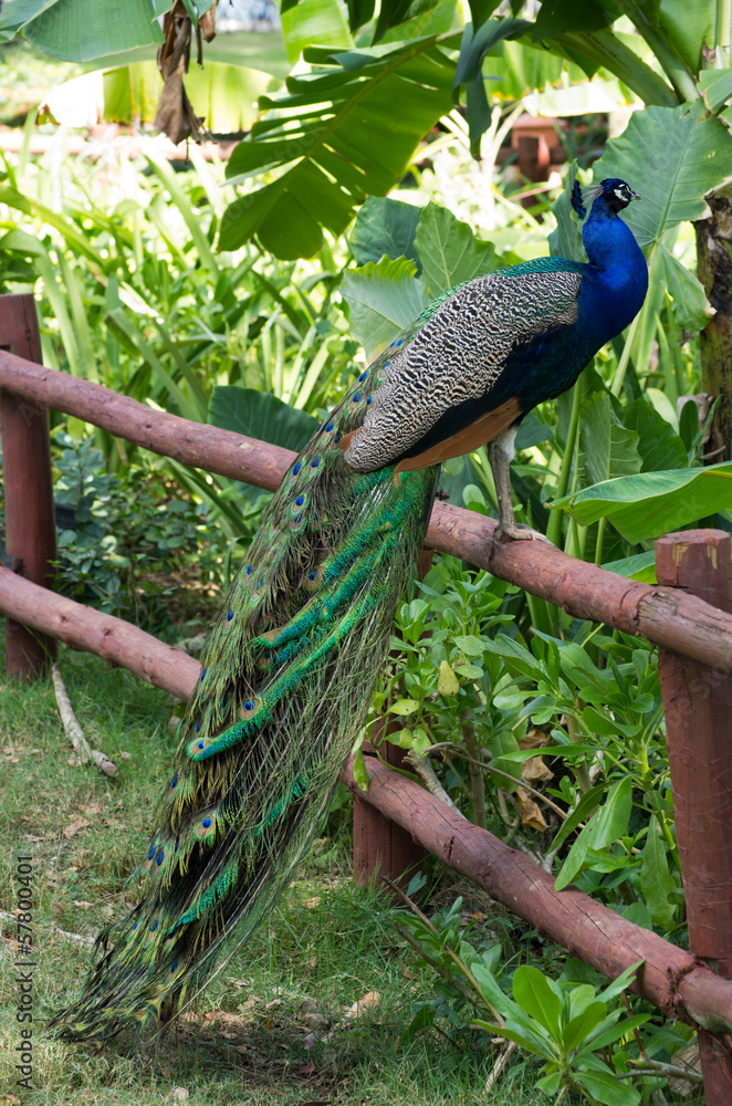 Naklejka premium Peacock