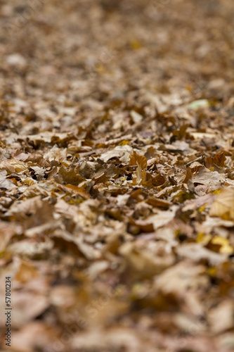 Deep Layer of Withered Fallen Leaves Lying on the Ground