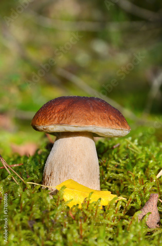 King boletus mushroom