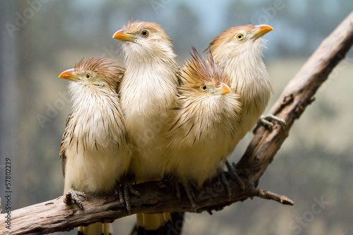 Guira Cuckoos photo