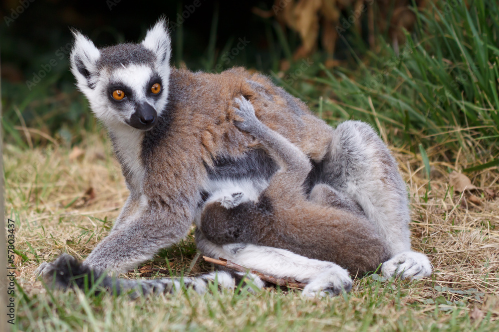 Fototapeta premium Lémurien